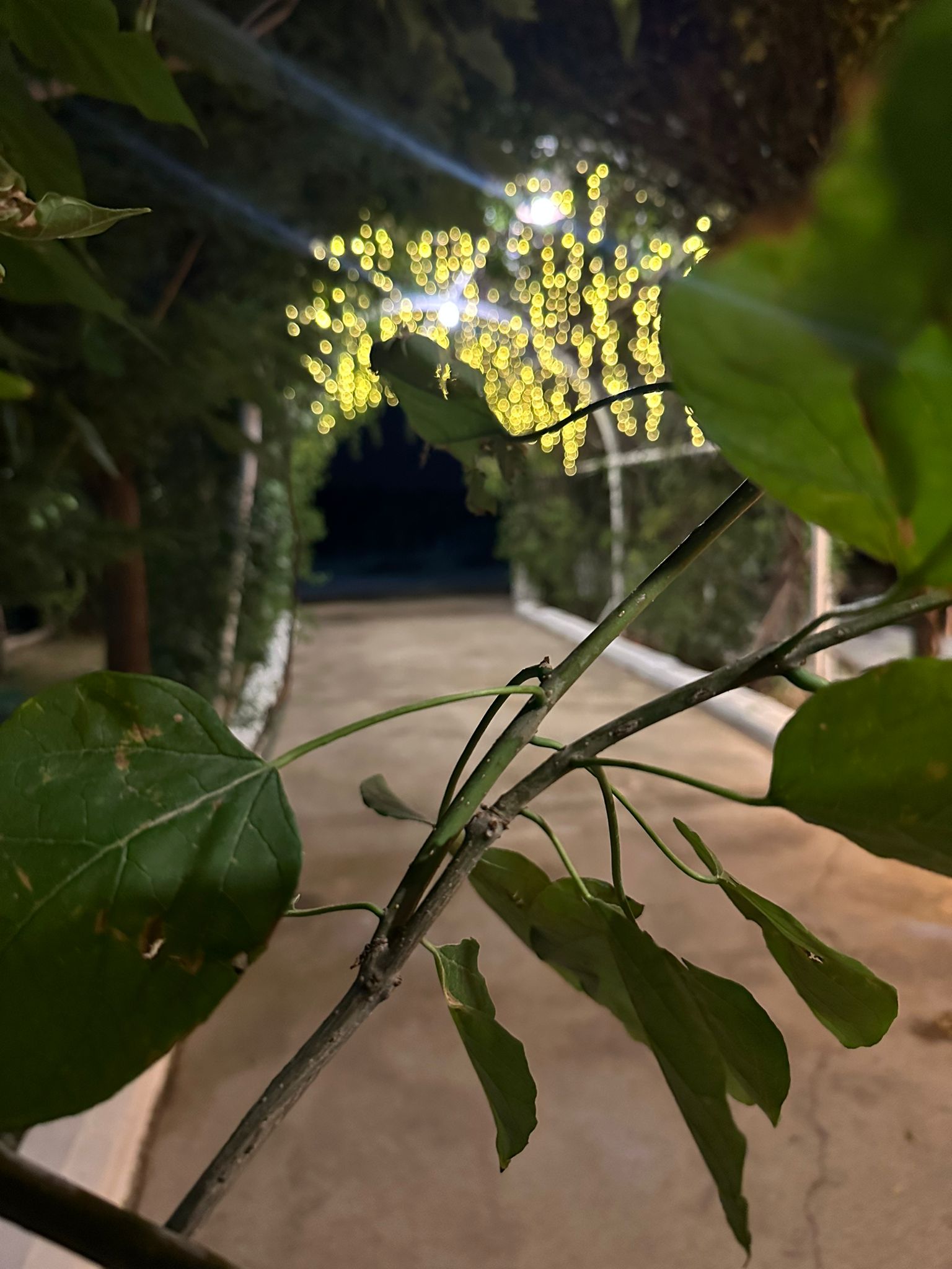H&M Garden — Artuklu, Mardin kır düğünü mekanı görsel 4